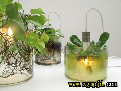 有爱创意小设计：绿色植物水瓶灯