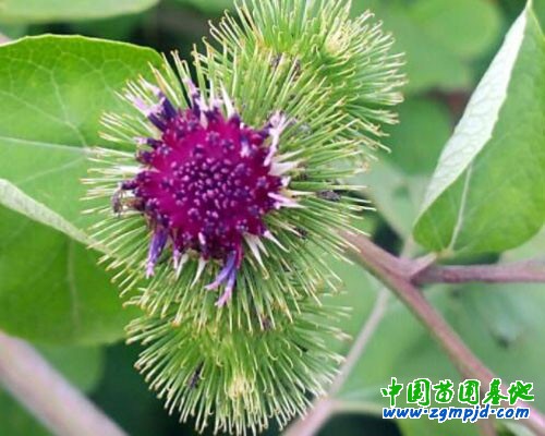 牛蒡花紫红色长满了刺富含各种氨基酸 中国苗圃基地